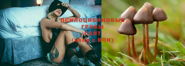 шишки Надым